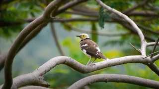 Blackcollared Starling Call birds birdsounds [upl. by Columbus362]