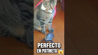 TORTUGA en patineta con su amigo gato divertido tortuga short [upl. by Acinnad729]