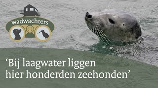 Dit eiland in de Waddenzee bestaat maar een paar uur per dag  Wadwachters  2 [upl. by Aened]