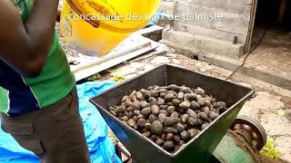 concassage des noix de palmiste et séparation des amandes et des coques [upl. by Josh504]