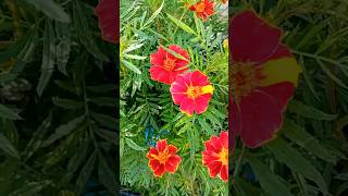 French Marigold PlantTagetes Patula κατιφές marigold tagetes flowers plants natureshorts [upl. by Otrebliw]