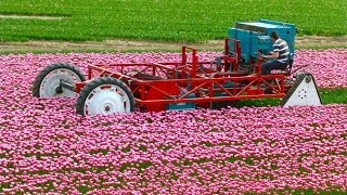 Tulpen koppen  Topping Tulips  Vido Fleur [upl. by Lothario26]