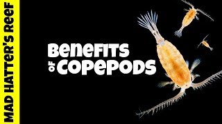 Benefits of Copepods in a Reef Tank [upl. by Birgit937]