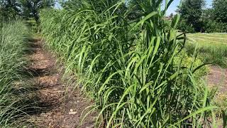 Tas Boomkwekerij  Miscanthus x giganteus Olifantengras [upl. by Mcclain]