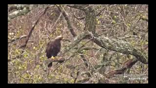 Decorah North Eagles Golden Eagle exploreorg 103124 [upl. by Anivla354]