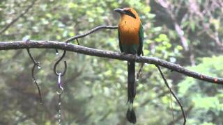 Motmot [upl. by Eibur]