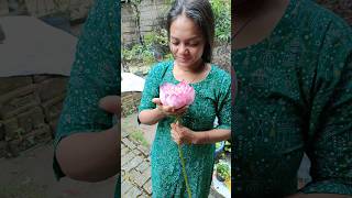 পদ্মটা হাওয়ায় ভেঙে গেলো 😰😱 plants lotus trending youtubeshorts shots [upl. by Natfa]