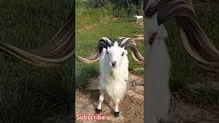 Domba Mahal domba sheep goat dombagarut shortvideo animals [upl. by Tirma]