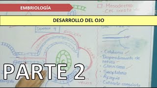 EMBRIOLOGÍA Desarrollo del ojo  Parte 2 [upl. by Wurst]