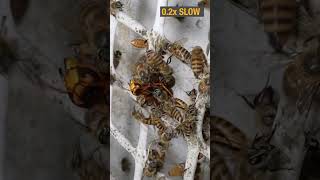 Bees Kill A Hornet With Heat [upl. by Ylrebnik958]