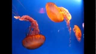 Pacific sea nettle jellyfish Chrysaora fuscescens [upl. by Iman]