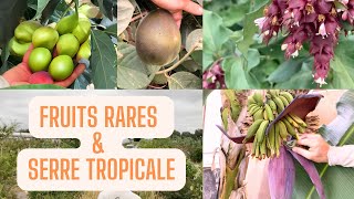 Serre Tropicale  Banane Avocat et Plus  🍌🥑  Les meilleures variétés pour le Jardin Forêt [upl. by Nelaf]