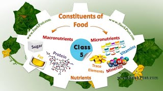 quotquotConstituents of Food quot chapter 19 class 5 EVS Maharashtra board [upl. by Dibbrun900]