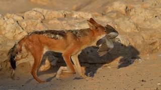 Cubitje Quap Waterhole  Jackal hunting doves [upl. by Aylmer398]