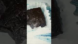 Homemade brownies food sweet chocolate [upl. by Arihsaj]