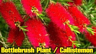 Bottlebrush Plant Care Callistemon Permanent flower Plant [upl. by Aihsila66]