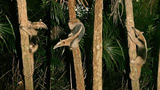 Enigmatic Northern Tamandua Collared Anteaters  Mexican Animals [upl. by Neff]