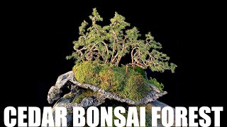 How To Make a Bonsai Forest on a Cement Slab  Pot [upl. by Janel]