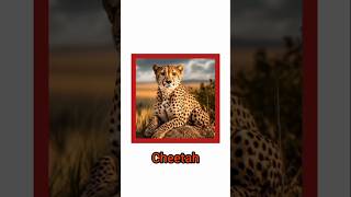 All about cheetah IUCN status Cheetah reintroductionupsc jkpsc jkssb viralshorts [upl. by Ewan952]