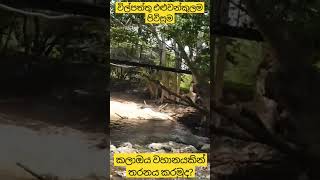 Leopard 🐆🌴 paradise Wilpattu National Park [upl. by Aihsemek]