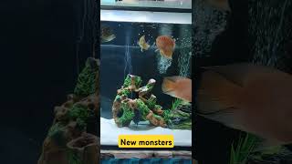 Escondido cichlid oscarfish arowanatank monsterfishkeeper shortsfeed shorts [upl. by Cowey]