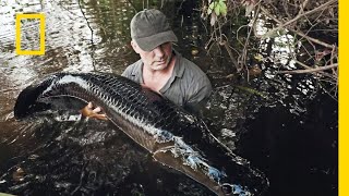 Ta ogromna Arapaima to młody i mały okaz  Podwodne olbrzymy [upl. by Neel174]