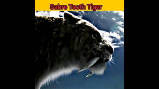 Sabre Tooth Tiger 🐅shots youtubeshorts [upl. by Dumond]