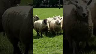 The Fascinating Tradition of Sheep Dogs Herding 🐑🐕 [upl. by Sefton]