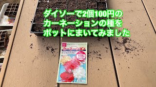 ダイソーで2個100円の種、カーネーションをまいてみました！ [upl. by Noyk]