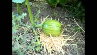 Pumpkin Patch Growth and Tips [upl. by Mellie]