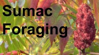 Foraging Harvesting Staghorn Sumac GardenFork [upl. by Hort]