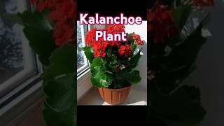 Kalanchoe  Christmas Kalanchoe plant🌲 kalanchoeplant gardening iloveflowers [upl. by Jermain212]