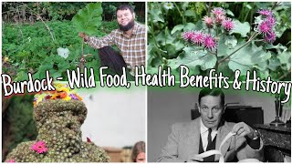 Burdock  Wild Food Health Benefits Identification amp History Foraging For Burdock Root [upl. by Zaob]