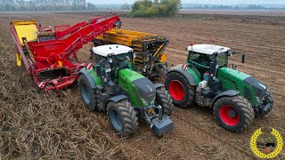 Grimme EVO 290 Airsep  Brettmeister Kartoffel Überladewagen  Kartoffelernt  Fendt Vario 828 939 [upl. by Sternlight]