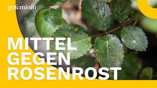 Wundermittel So bekämpfst du Rosenrost [upl. by Ingalls]