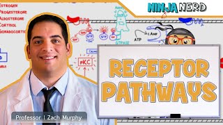 Endocrinology  Receptor Pathways [upl. by Colb]