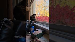 This little Tortie cat has some wisdom for us catmagic fallvibes [upl. by Lisha64]