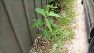 How to Plant Common Milkweed [upl. by Ttej]