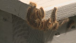 Browntail moth outbreak worst it has been since arriving in Maine [upl. by Irolam]