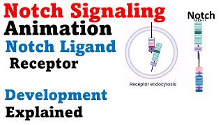 Notch signaling pathway animation [upl. by Initsed388]