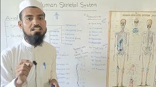 Human Skeletal SystemNames of BonesHow to memorizeExplain by shakir waheed [upl. by Ahsirhcal6]