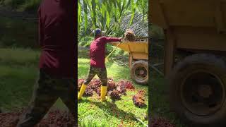 Fal loading work viralshort palmoil loading shortvideo shorts viralshort malaysia new [upl. by Heisel31]