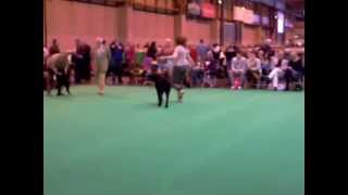 Crufts 2013 Curly Coated Retriever Dog Challenge [upl. by Bil538]