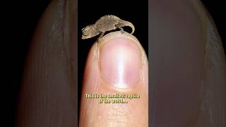 Brookesia nana  Smallest Reptile of the World [upl. by Swinton]