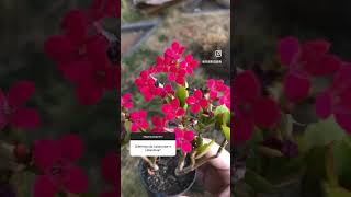 Calanchoe ou Calandiva kalanchoe suculentas flores [upl. by Ahterahs]