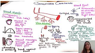 Sanguinaria Canadensis in HINDI  Pictorial representation of DRUG  Homeopathy Medicine [upl. by Aznarepse]