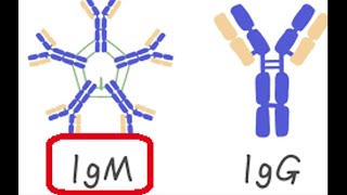 Cila nga klasat imunoglbulinike është pentamer [upl. by Nowyt]