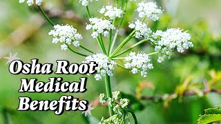 Osha Root Medical Benefits [upl. by Yumuk]