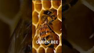 Queen Bee The Hive’s Heart and Soul shorts animals bees nature animalfacts [upl. by Leelahk]