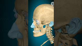 Temporomandibular joint Elevation Depressionprotraction and Retraction 3D animation shortsviral [upl. by Novikoff968]